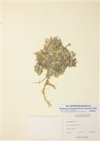 藏品(鋪地天藍繡球)的圖片